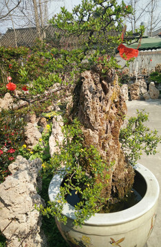 盆景