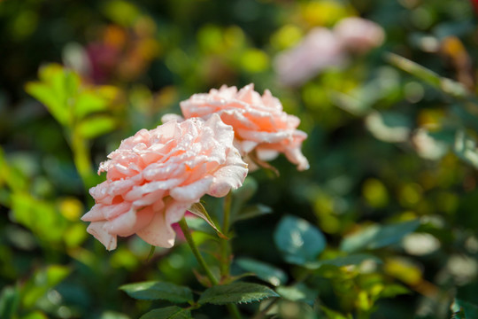 盛開(kāi)的月季花