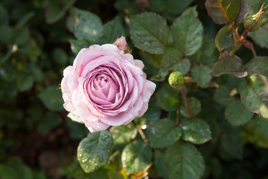 盛開(kāi)的月季花