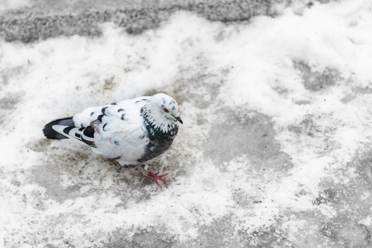 雪地白鴿
