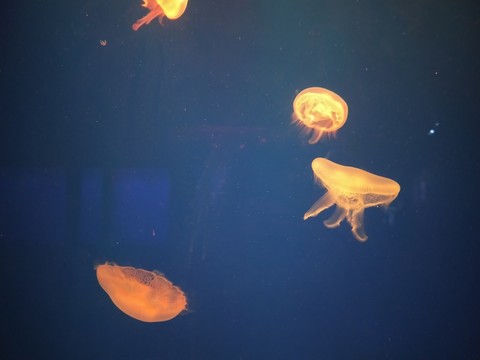 水母