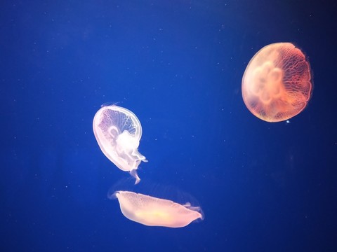 水母