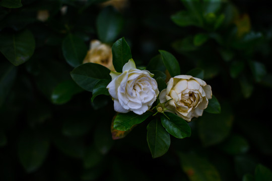 春天花開 橘子花