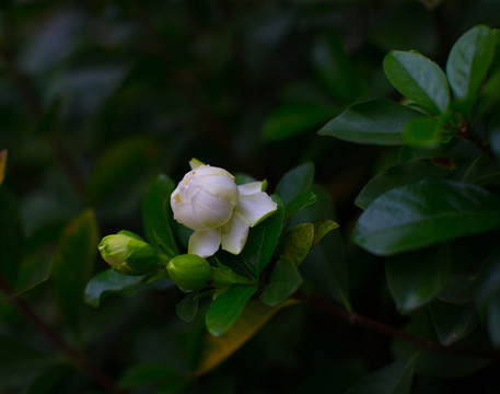 春天花朵 橘子花