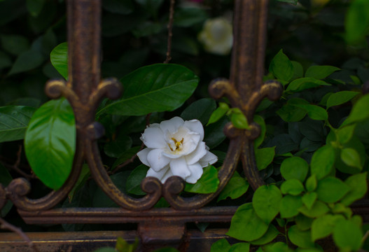 橘子花開 橘子花