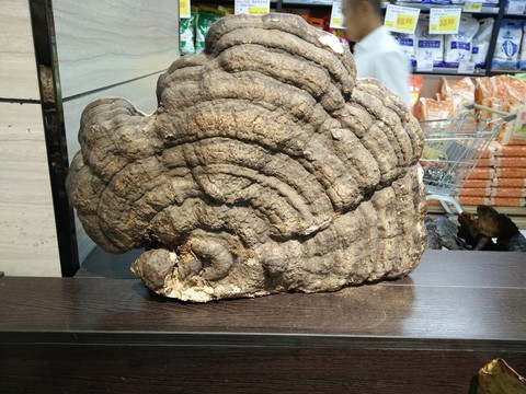 靈芝