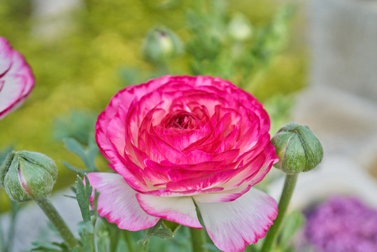 花毛茛