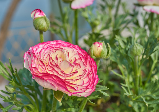 花毛茛