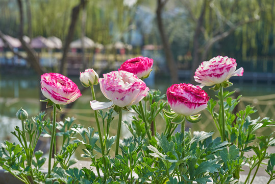 花毛茛 高清大圖