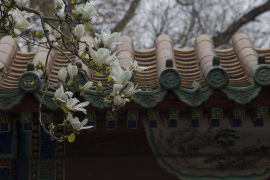 玉蘭花