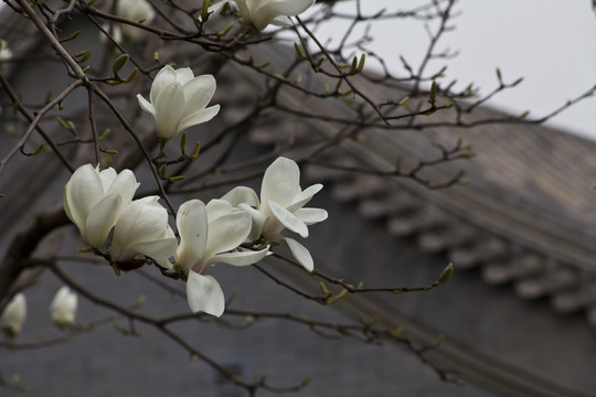 玉蘭花