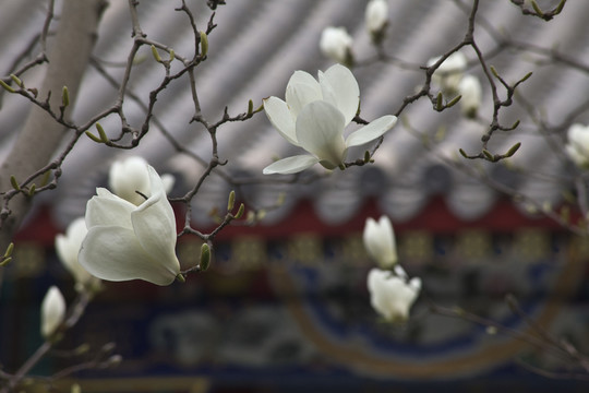 玉蘭花
