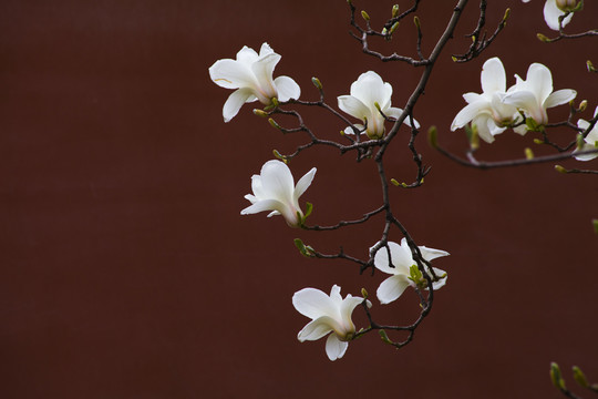 玉蘭花