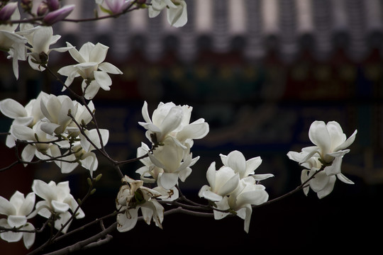玉蘭花