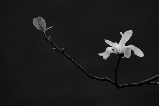 玉蘭花