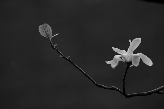 玉蘭花