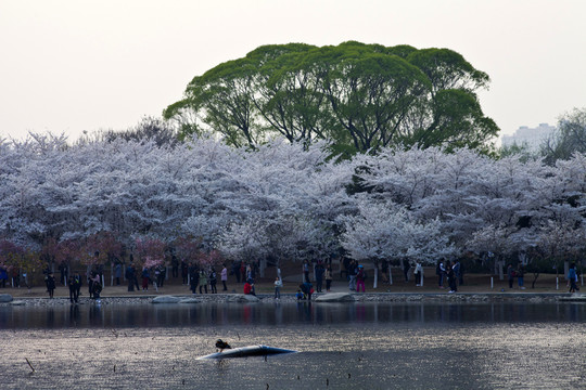 北京玉淵潭