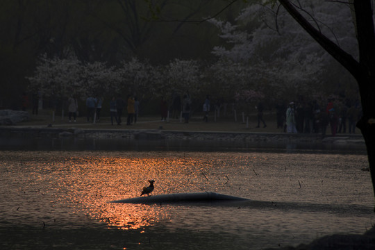 北京玉淵潭