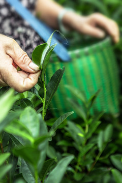 綠茶 茶鮮葉 茶園 茶素材