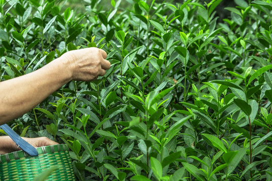 綠茶 茶鮮葉 茶園 茶素材