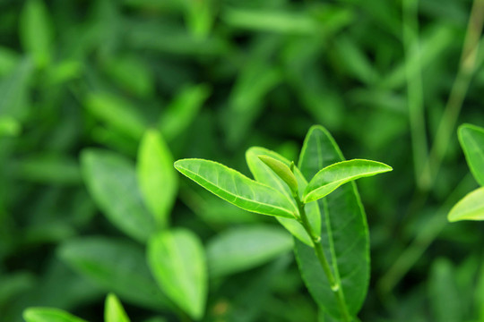 綠茶 茶鮮葉 茶園 茶素材