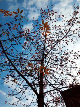 紅棉樹(shù)