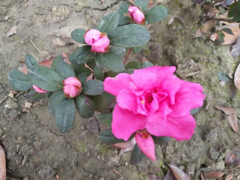 茶花