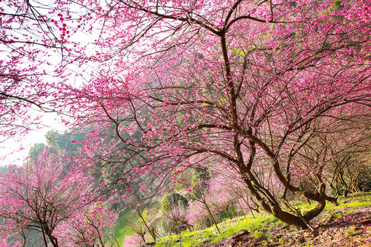 梅花