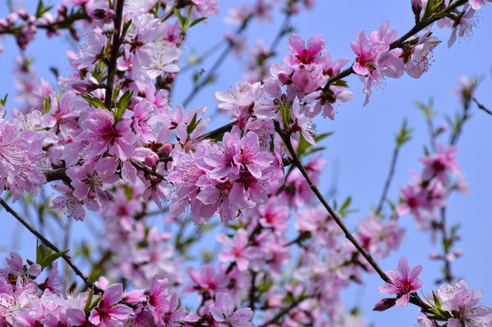 桃花