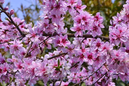 桃花