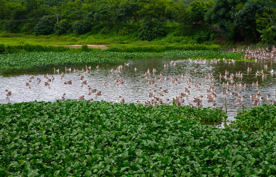 養(yǎng)鵝場(chǎng) 鵝 養(yǎng)鵝基地