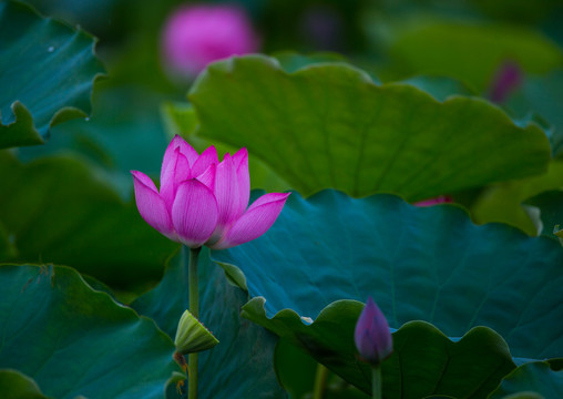 荷花 高清大圖
