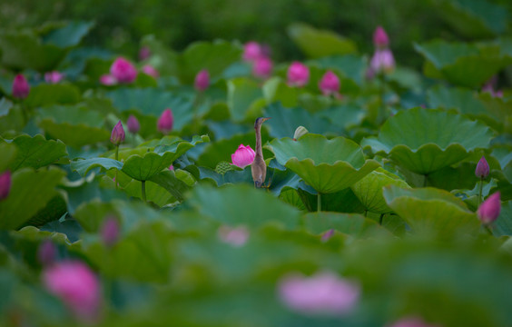 荷花 高清大圖