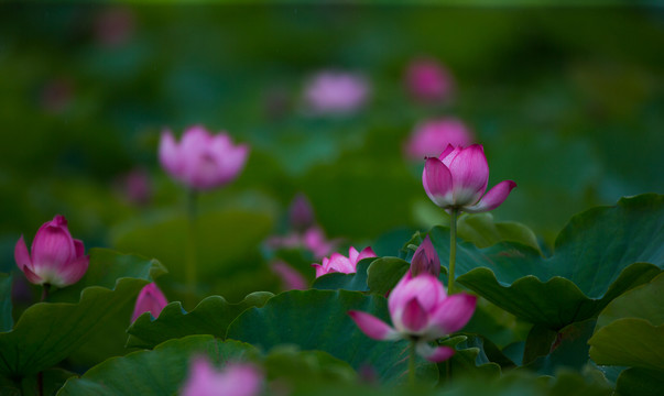 荷花 高清大圖