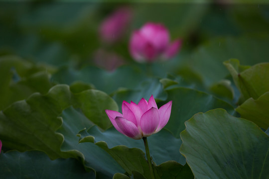 荷花 高清大圖