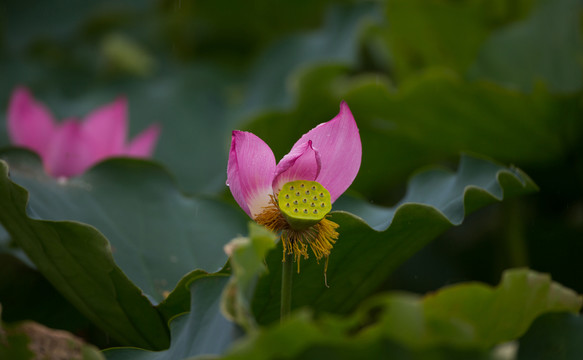 荷花 高清大圖