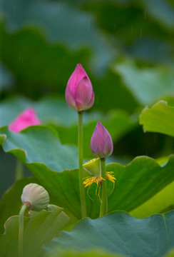 荷花 高清大圖