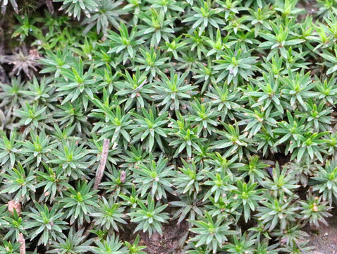 苔蘚