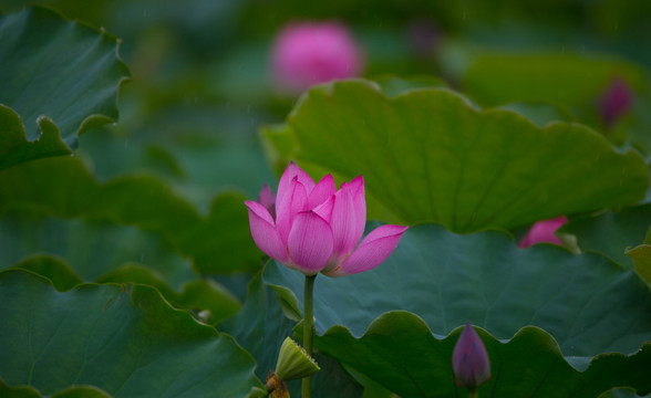 荷花 高清大圖