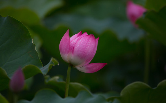 荷花 高清大圖