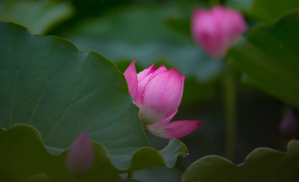 荷花 高清大圖