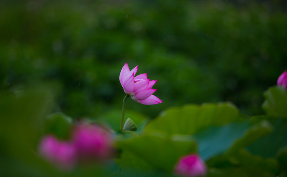 荷花 高清大圖