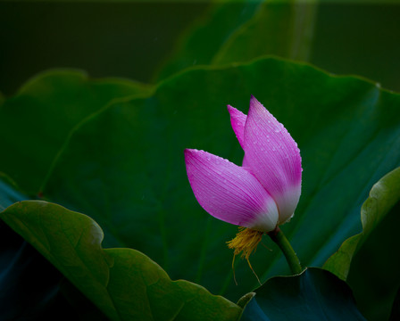 荷花 高清大圖