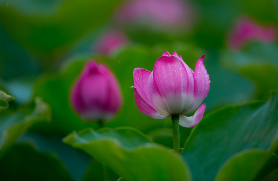 荷花 高清大圖