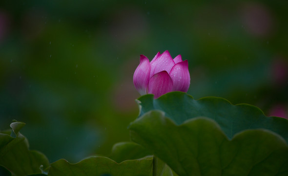 荷花 高清大圖