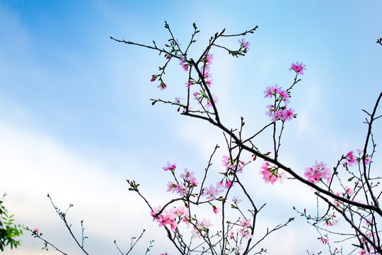 櫻花 廣州櫻