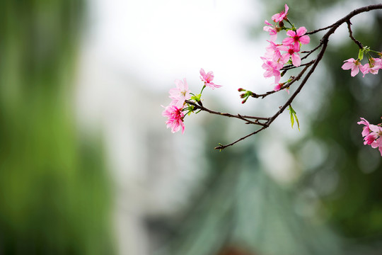 櫻花 廣州櫻