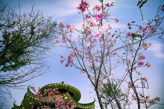 櫻花 廣州櫻