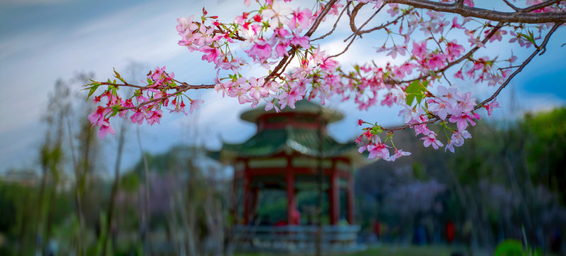 櫻花 廣州櫻