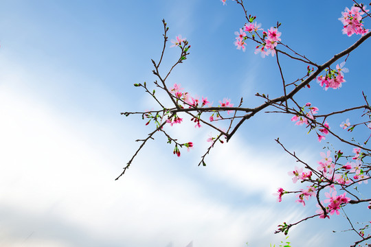 櫻花 廣州櫻